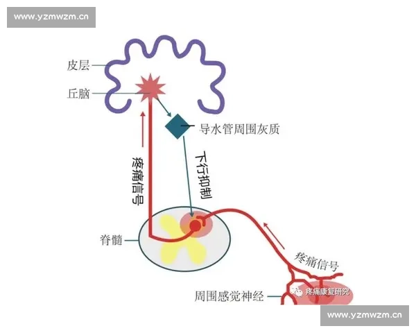 冰敷疗法在运动损伤疼痛管理与炎症恢复中的科学应用探讨价值分析